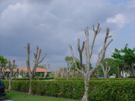 Trees that have been hatracked