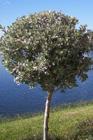 Improper shaping is prohibited of a Silver Buttonwood