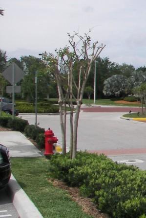 Improper shaping of a Crape Myrtle