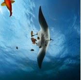 A manta ray gracefully floating in the water