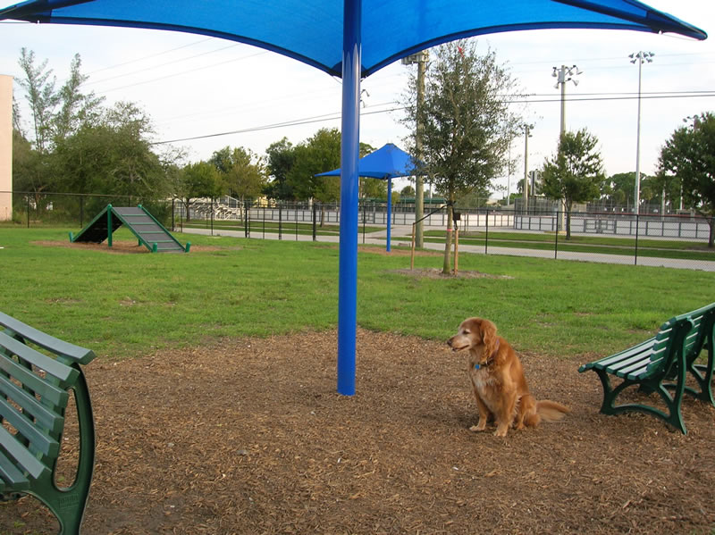 Dog sitting under umbrella.