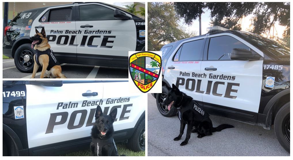 Three Police Dogs Wearing Body Armor 