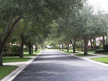 Beautiful Tree Lined Street