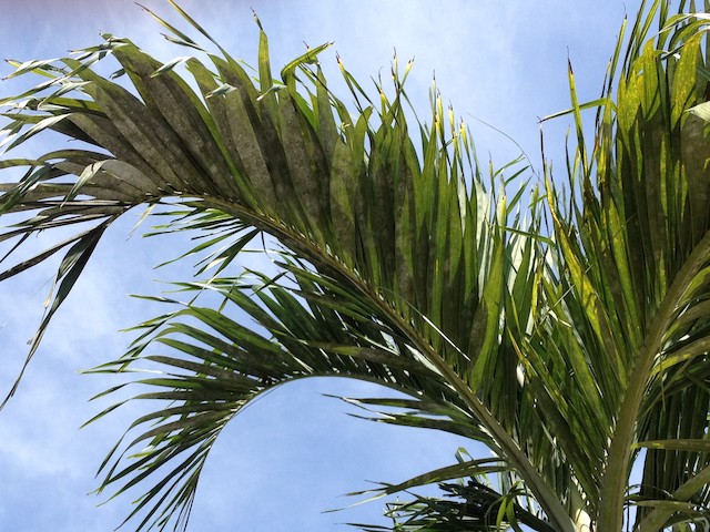 Rugose Spiraling Whitefly Infestation