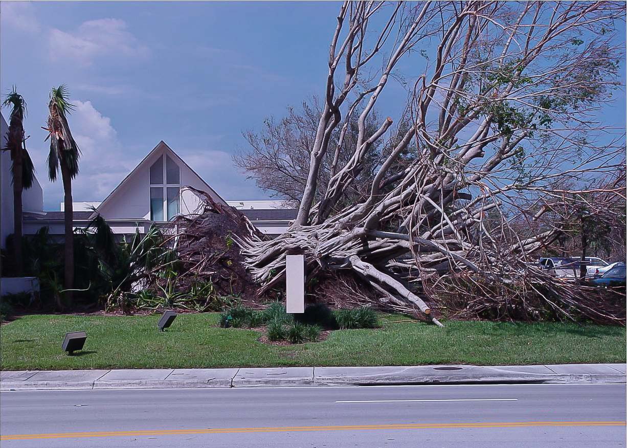 Fallen tree from hurricane damage