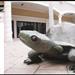 Statue of tortoise in open, brick-paved area